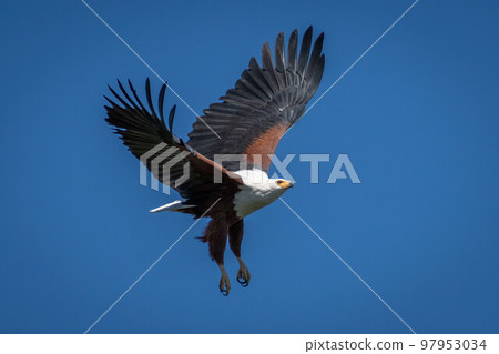 African fish eagle with catchlight flaps wings African fish eagle with catchlight flaps wings 97953034