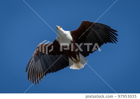 African fish eagle with catchlight glides overhead African fish eagle with catchlight glides overhead 97953035