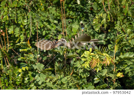 African grey hornbill taking off from bush African grey hornbill taking off from bush 97953042