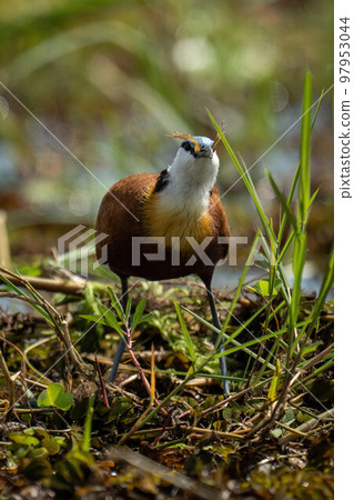 African jacana eating frog in backlit grass 97953044