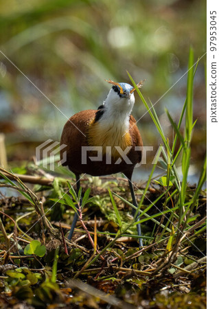 African jacana eats frog in backlit grass 97953045