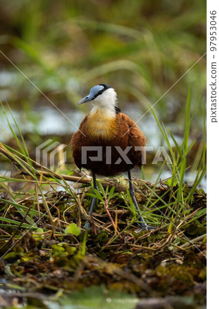 African jacana eyes camera in backlit grass 97953046