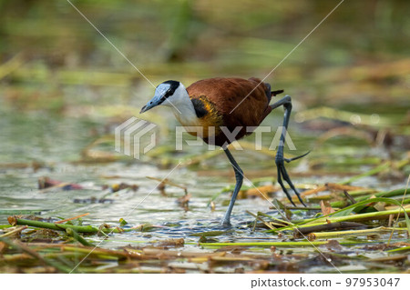 African jacana lifts foot up in river 97953047