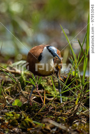 African jacana picks up frog in grass 97953048