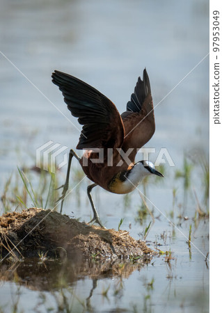 African jacana raises wings about to fly 97953049