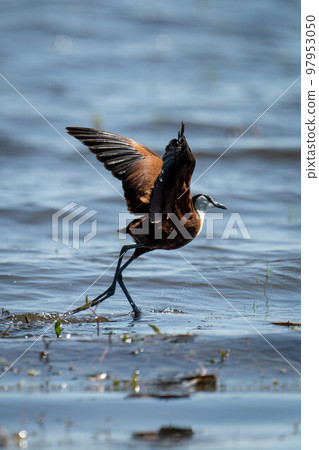 African jacana runs over water taking off 97953050