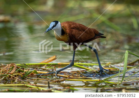 African jacana steps on grass on water 97953052