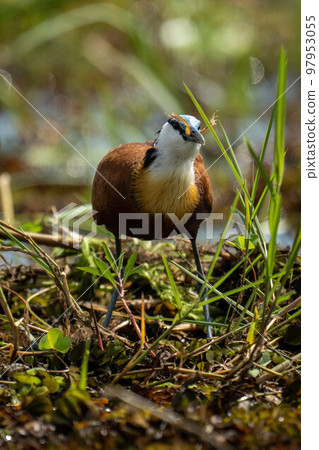 African jacana swallows frog in backlit grass 97953055