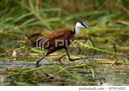 African jacana walking across river raising foot 97953062