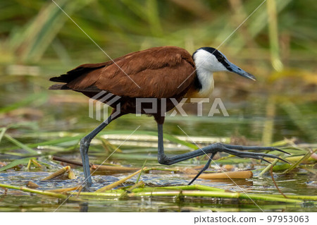 African jacana walking across water lifting foot 97953063