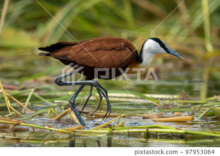 African jacana walking through grass in river 97953064