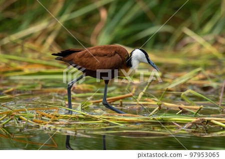 African jacana walking through grass in water 97953065