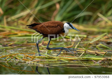 African jacana walks across grass in water 97953068