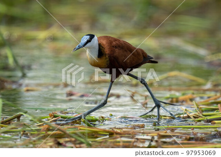 African jacana walks across river lifting foot African jacana walks across river lifting foot 97953069