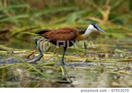 African jacana walks across river raising foot African jacana walks across river raising foot 97953070