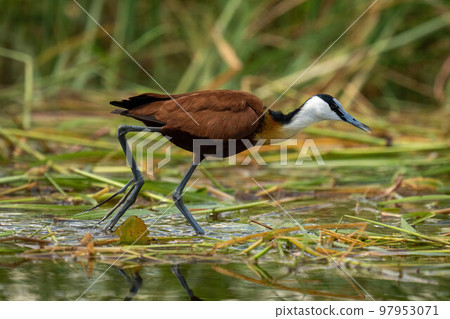 African jacana walks through grass in river 97953071