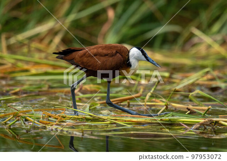 African jacana walks through grass in water 97953072