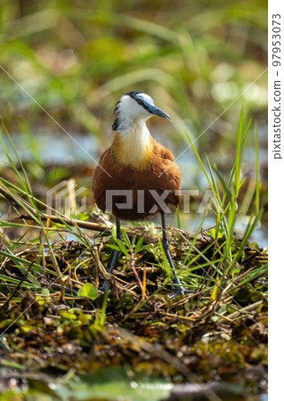 African jacana watches camera in backlit grass 97953073