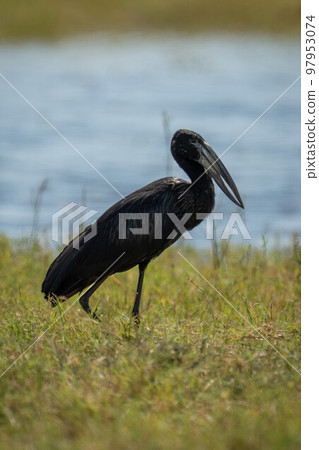 African openbill walks along riverbank in sunshine 97953074