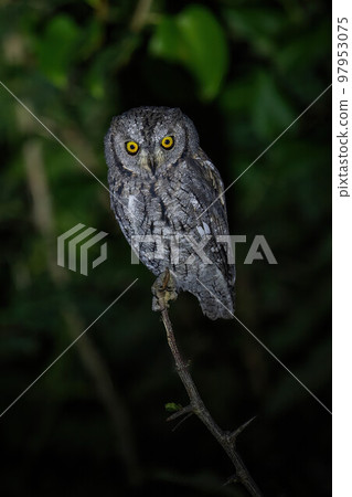 African scops owl on branch eyeing camera 97953075