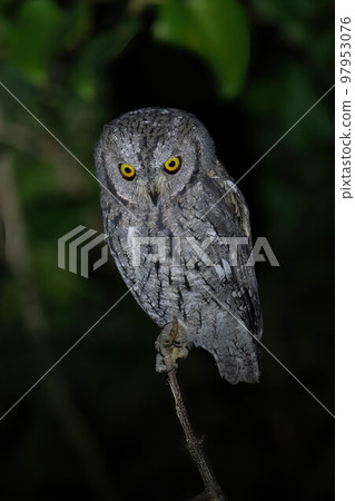 African scops owl on branch looking down African scops owl on branch looking down 97953076