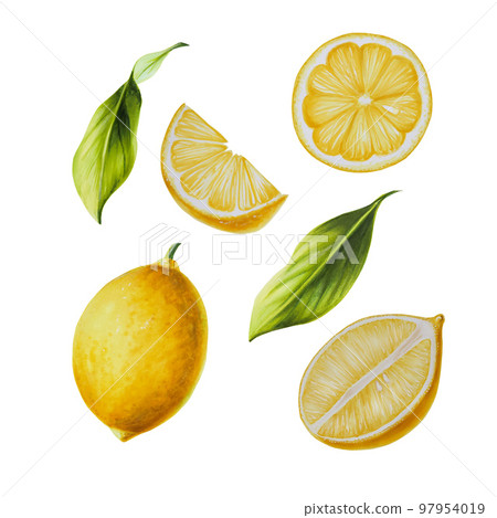 Watercolor set with fresh ripe lemon with bright green leaves and flowers. Hand drawn cut citrus slices painting on white background. For designers, postcards, party Invitations, wrapping paper 97954019