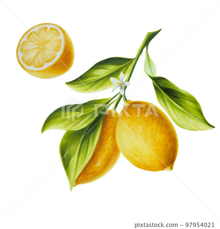 Watercolor set with branch of fresh ripe lemon with bright green leaves and flowers. Hand drawn cut citrus painting on white background. For designers, postcards, party Invitations, wrapping paper 97954021