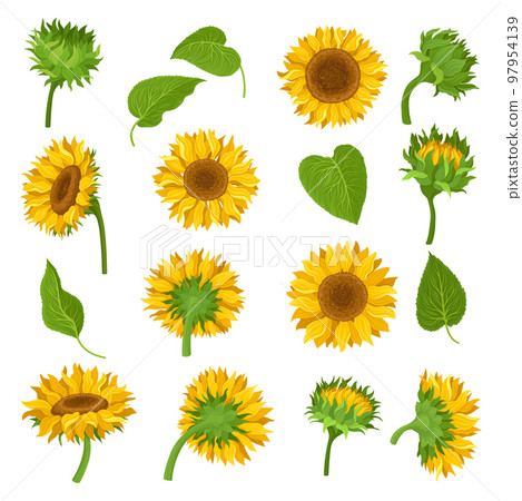 Blooming sunflowers set. Yellow summer flowers and green leaves cartoon vector illustration Blooming sunflowers set. Yellow summer flowers and green leaves cartoon vector illustration 97954139