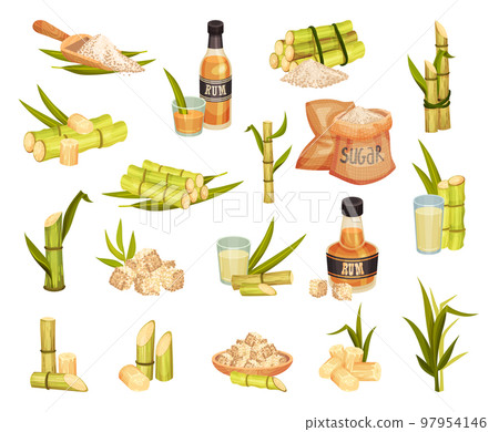 Sugarcane with Stem Leafy Plant, Rum Bottle and Sugar Big Vector Set 97954146