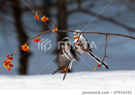 雪仙@島永 97954291