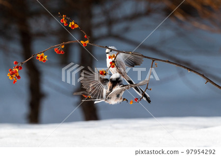 雪仙@島永 97954292