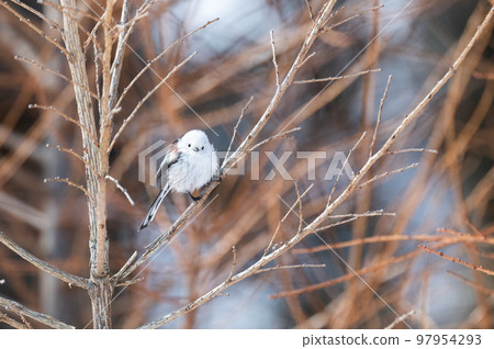 Snow Fairy @ Shimaenaga 97954293