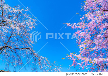 [春天的材料]春天的絕景，小川村番所的櫻花[長野縣] 97954618