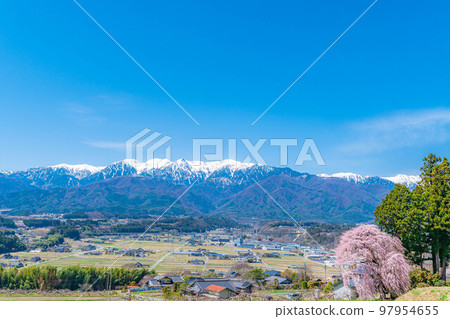 [Spring material] One cherry tree in Minami Shinshu, weeping cherry tree in Kise [Nagano Prefecture] 97954655