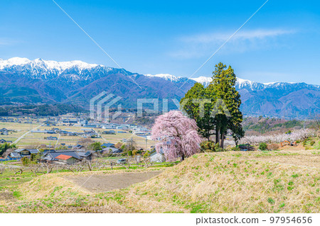[Spring material] One cherry tree in Minami Shinshu, weeping cherry tree in Kise [Nagano Prefecture] 97954656