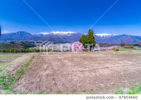 [春季材料]南信州的一棵櫻花樹，吉瀨的垂枝櫻花[長野縣] 97954660