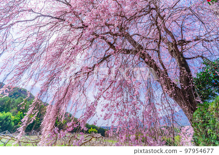 [Spring material] One cherry tree in Minami Shinshu, weeping cherry tree in Kise [Nagano Prefecture] 97954677