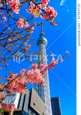 東京墨田區東京晴空塔和河津櫻 東京墨田區東京晴空塔和河津櫻 97954728