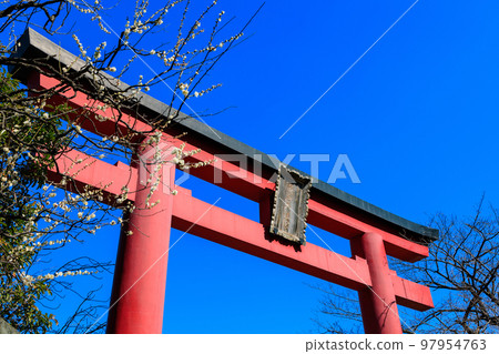 東京都江東區龜戶天神社梅花節 東京都江東區龜戶天神社梅花節 97954763