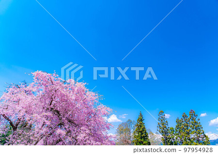 [春天的材料]春天的絕景，小川村番所的櫻花[長野縣] 97954928