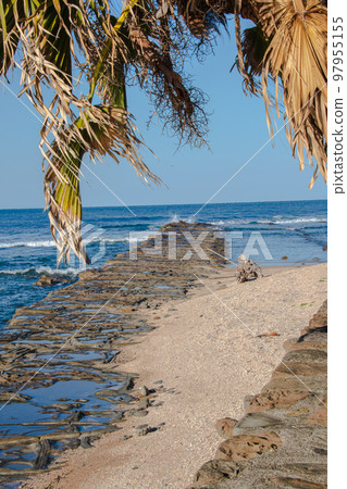 Palm leaves and beautiful Aoshima rocks 97955155
