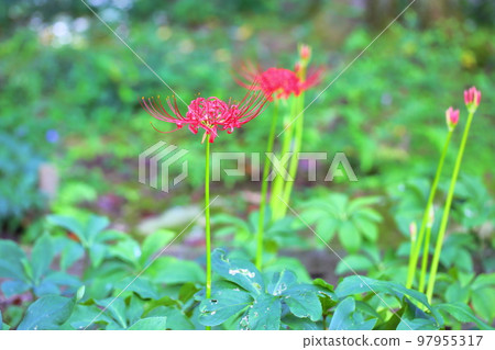 Higa bana花 97955317