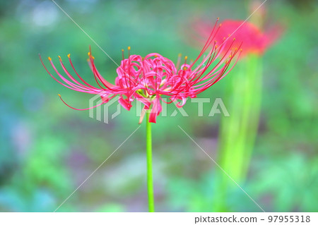 Higa bana花 97955318