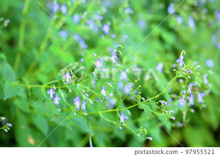 Flowers of Caliphone Flowers of Caliphone 97955521