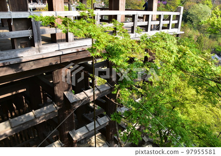 Kiyomizu-dera in Kyoto, Japan, the main hall of a national treasure called Kiyomizu's stage, the base of a hanging structure made of wood assembled in a grid pattern Kiyomizu-dera in Kyoto, Japan, the main hall of a national treasure called Kiyomizu's stage, the base of a hanging structure made of wood assembled in a grid pattern 97955581
