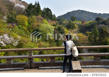 Kyoto, Japan, Kiyomizudera in spring, the main hall of a national treasure called Kiyomizu's stage, tourists taking pictures from the stage, cherry blossoms and fresh greenery around Kyoto, Japan, Kiyomizudera in spring, the main hall of a national treasure called Kiyomizu's stage, tourists taking pictures from the stage, cherry blossoms and fresh greenery around 97955635