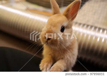 pet rabbit netherland dwarf 97956031