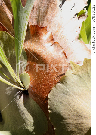 A macro close-up image of the epiphyte "Bikakushida (bat orchid)", a popular hanging foliage plant. A macro close-up image of the epiphyte "Bikakushida (bat orchid)", a popular hanging foliage plant. 97956122