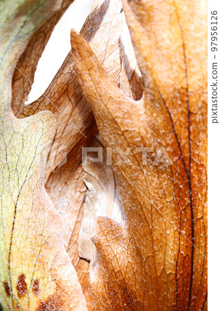 A macro close-up image of the epiphyte "Bikakushida (bat orchid)", a popular hanging foliage plant. A macro close-up image of the epiphyte "Bikakushida (bat orchid)", a popular hanging foliage plant. 97956126