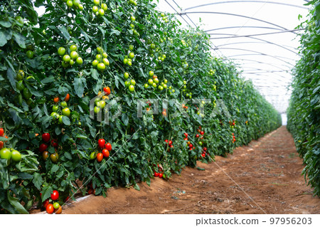 Tomatoes growing on shrubs 97956203